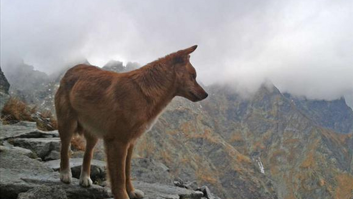 Pies alpinista w Tatrach