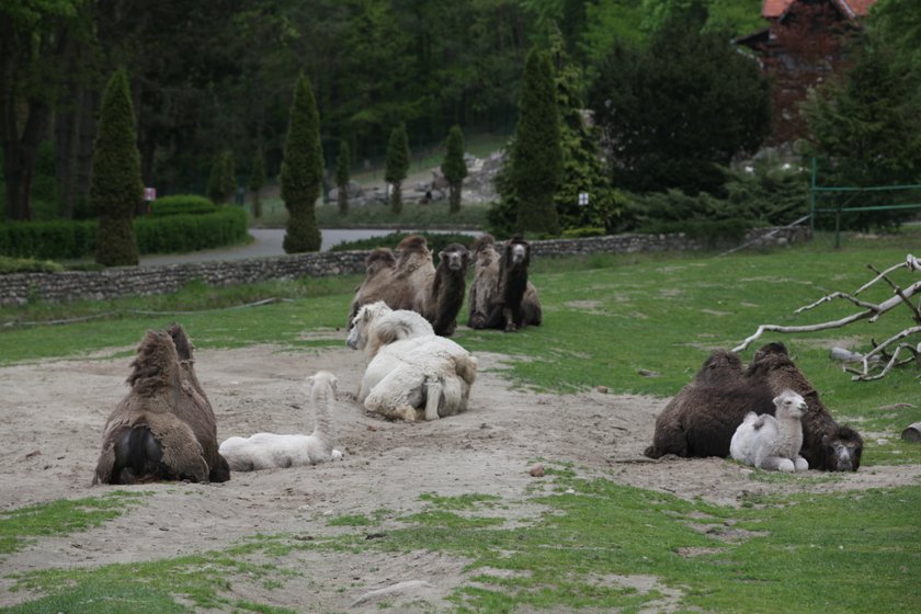 Wielbłądy w gdańskim zoo