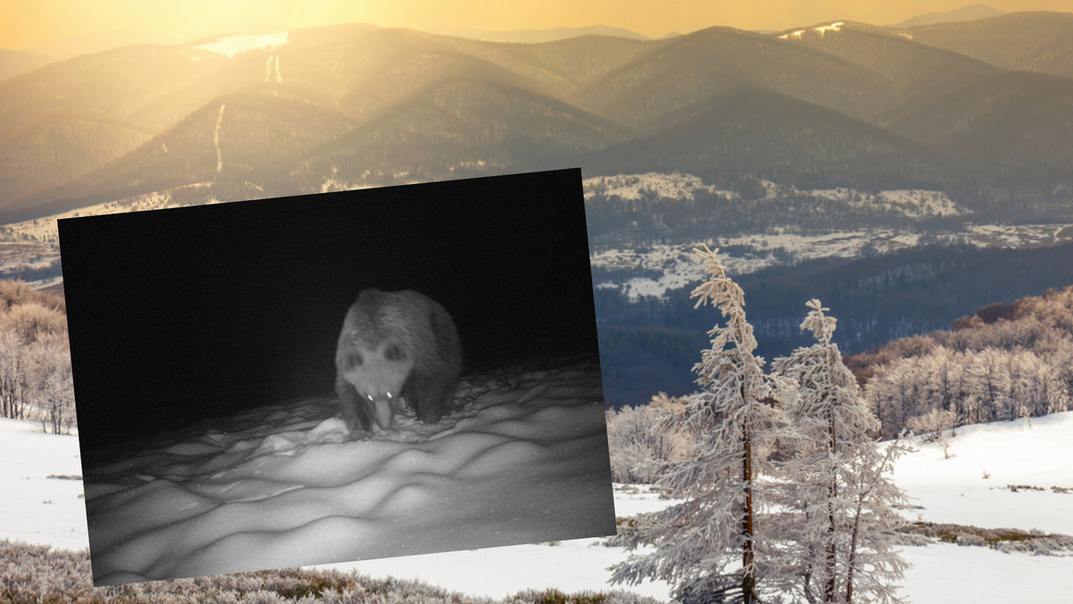 Bieszczady. Lasy Państwowe pokazały zdjęcia z gór. Internauci zaniepokojeni