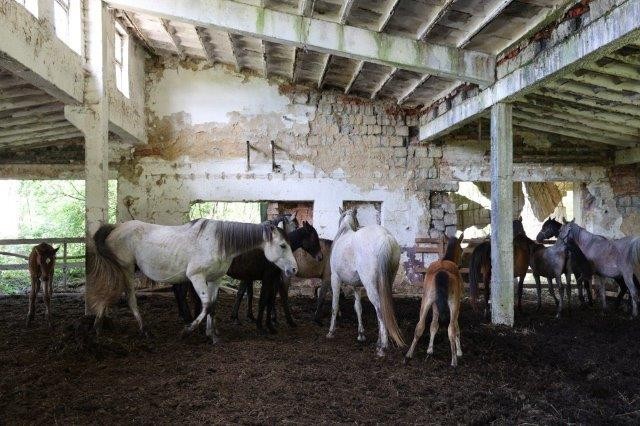 Polícia obvinila muža za chov koní bez prístupu k základnej starostlivosti.