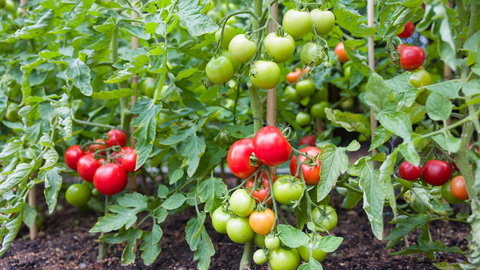 Jak przygotować idealną ziemię do pomidorów?