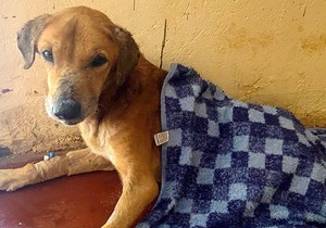 Raseta je veterinar lečio pošto je povređen i korišćen je u prevarnim kampanjama za prikupljanje novca | Foto: BBC