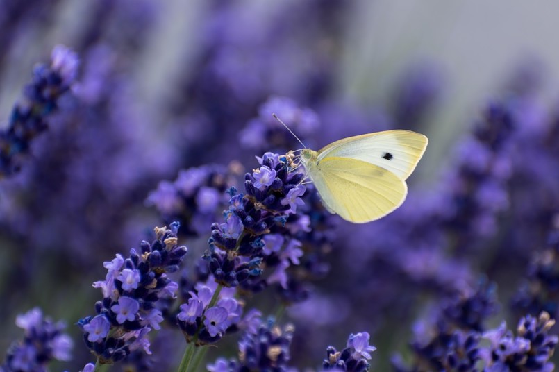 Kwiaty wabiące motyle: lawenda