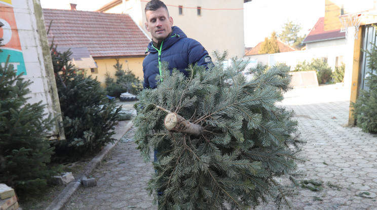 Az olimpiai második, Európa-bajnok cselgáncsozó, Ungvári Miklós viszi a fát édesanyjához, de a legnagyobb ajándék az, amikor a nagy család összegyűlik /Fo­tó: Gy. Balázs Béla