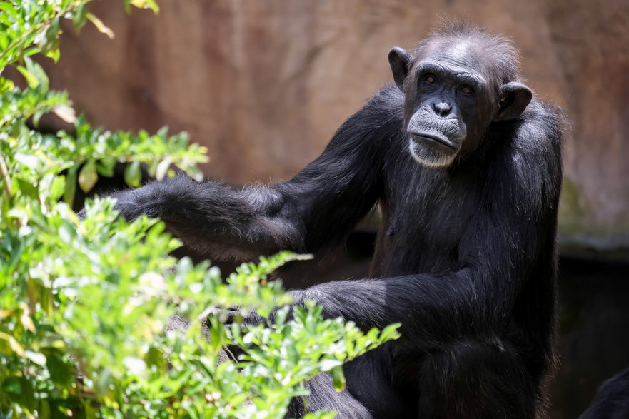 Bioparc Fuengirola