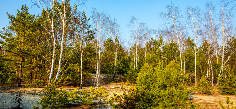 Co kryje Mazowiecki Park Krajobrazowy? Szlaki i atrakcje