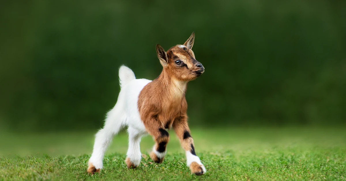 Błyskawiczny i trudny QUIZ o przysłowiach ze zwierzętami. 100 proc. dla tęgich umysłów