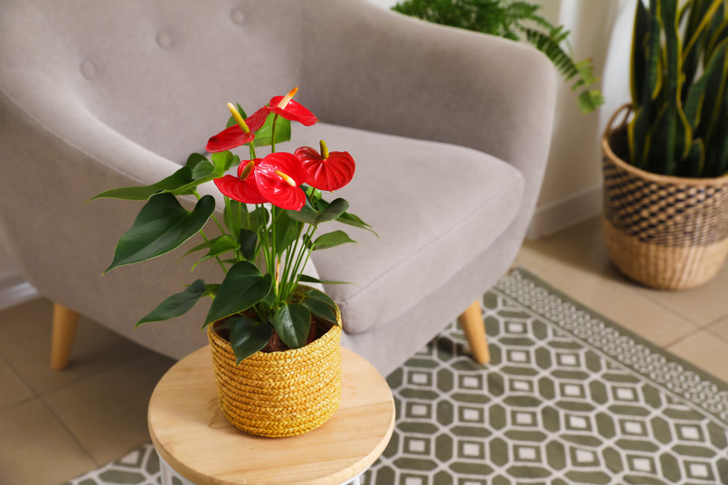 Anthurium,Flower,In,Pot,On,Wooden,Table