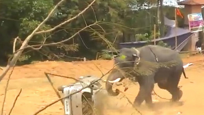 Bekattant az elefánt, elege lett a falusi fesztiválból - észvesztő rombolásba kezdett - videó, fotók