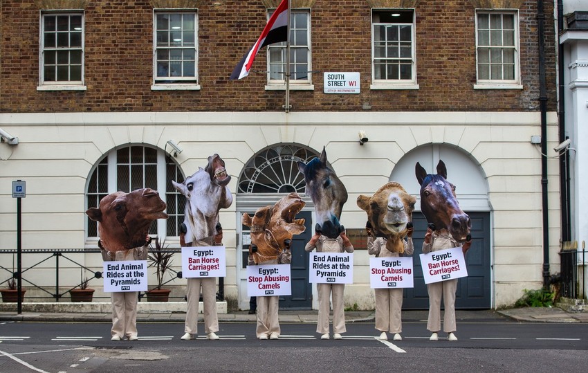 Protest organizacije PETA ispred egipatske ambasade u Londonu 4. avgusta 2023.