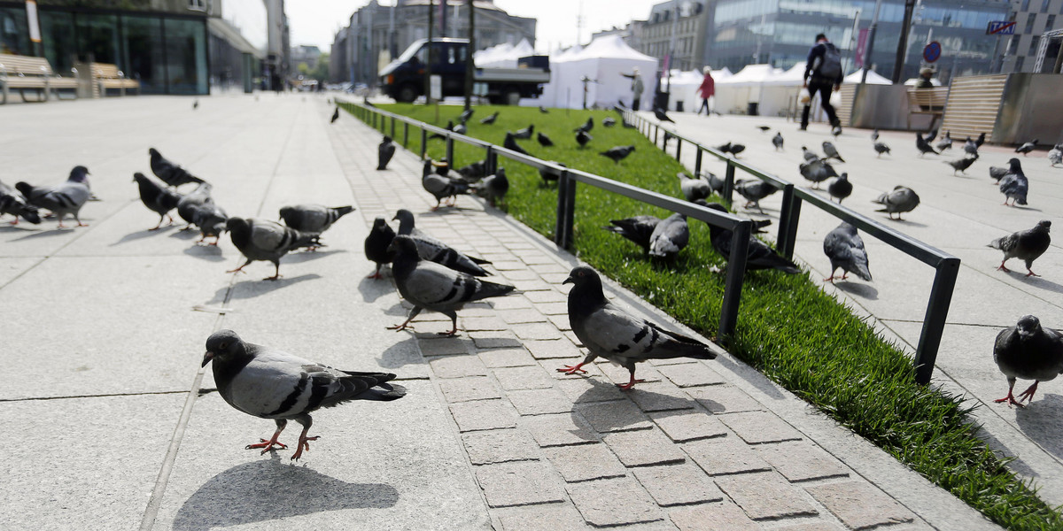 Katowice. Plaga gołębi na rynku 