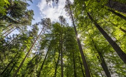 Amerykańska puma nadal wędruje po Czechach. Policja ostrzega turystów