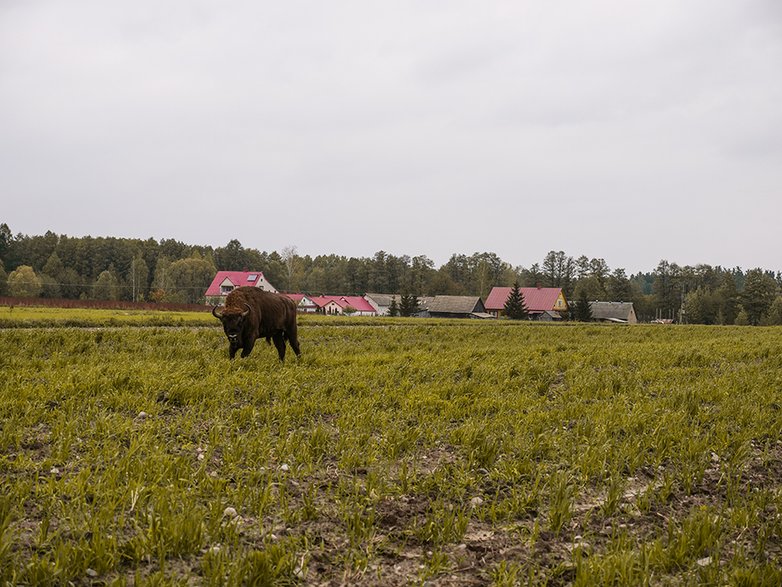 Dzikich żubrów najwięcej spotkasz na Podlasiu