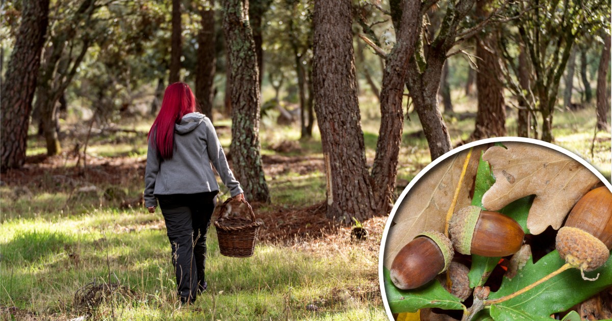 Idąc na grzyby, zbierz też je do koszyka. Można sporo zarobić chodząc do lasu