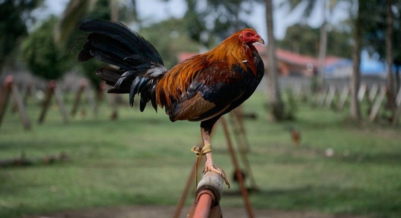 Police preparing to take arrested cockerel to court for killing owner during cockfight