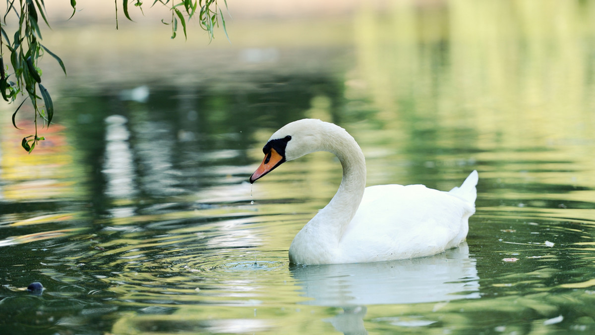 Z Odry w pobliżu Wyspy Bielarskiej we Wrocławiu wyłowiono martwego łabędzia, który był zarażony wirusem H5N8. To pierwszy potwierdzony przypadek ptasiej grypy w mieście. Władze Wrocławia wydały w tej sprawie specjalny komunikat. Uspokajają jednak, że wirus nie jest niebezpieczny dla ludzi.