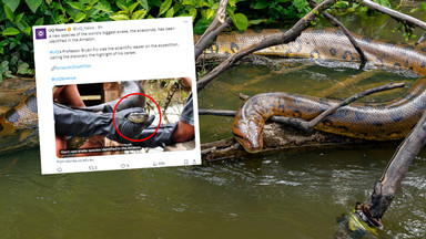 Odkryto nowy, najcięższy gatunek węża. Ma siedem metrów, waży 250 kg