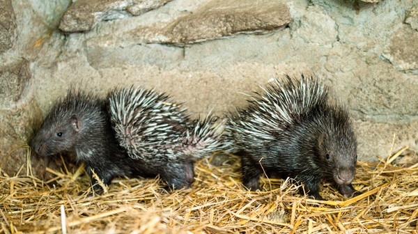 Młode jeżozwierze z wrocławskiego zoo. Są przeurocze