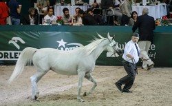 Po aukcji koni w Janowie Podlaskim prezes ANR zlecił audyt, a PO złoży wniosek do prokuratury