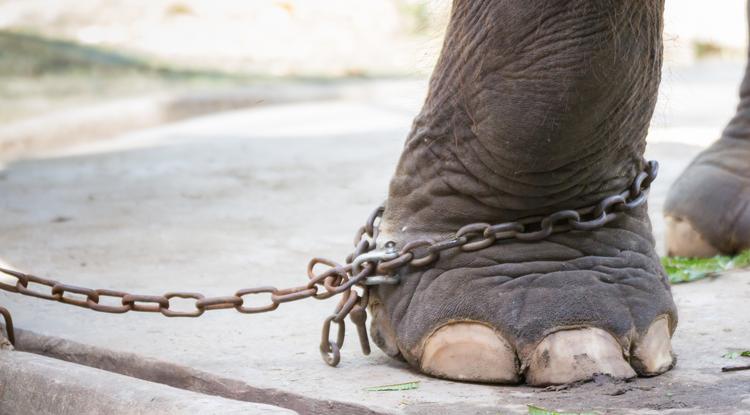 11 állatot mentettek meg egy szörnyű albániai állatkertből