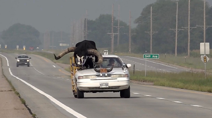 A nebraskai sofőrt egyéni módját választotta a szarvasmarha szállításnak /Fotó: Profimedia