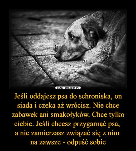 Najlepsze memy na Dzień Psa