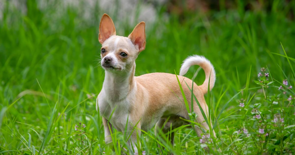 Mały wielki pies. Chihuahua bohaterem akcji ratunkowej w Alpach