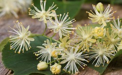 GIS wycofał ziołową herbatę z Lidla