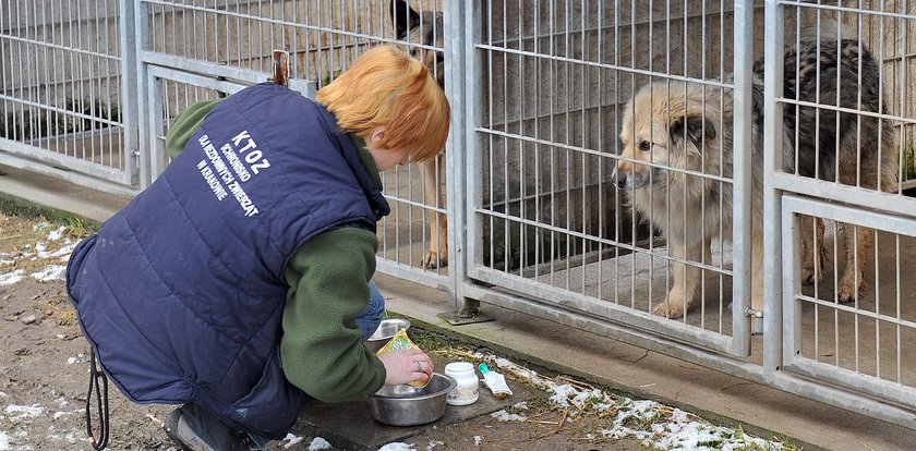 Zostań wolontariuszem w krakowskim schronisku