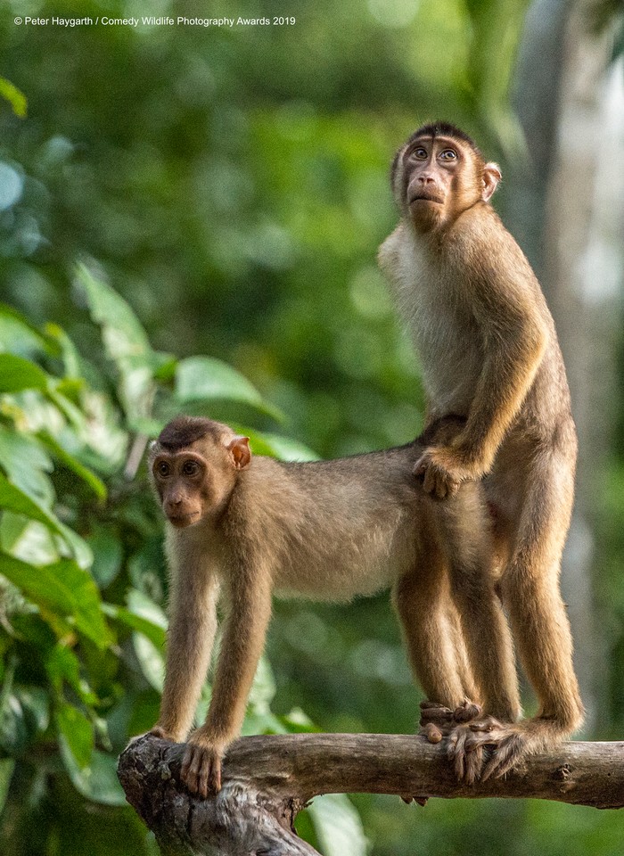 Finaliści Comedy Wildlife Photo Awards 2019