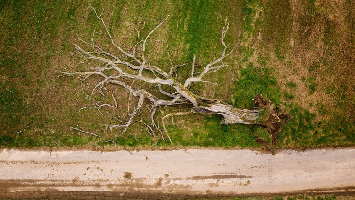 Runęło jedno z najsłynniejszych drzew w Polsce (fot. Jan Ulicki) 