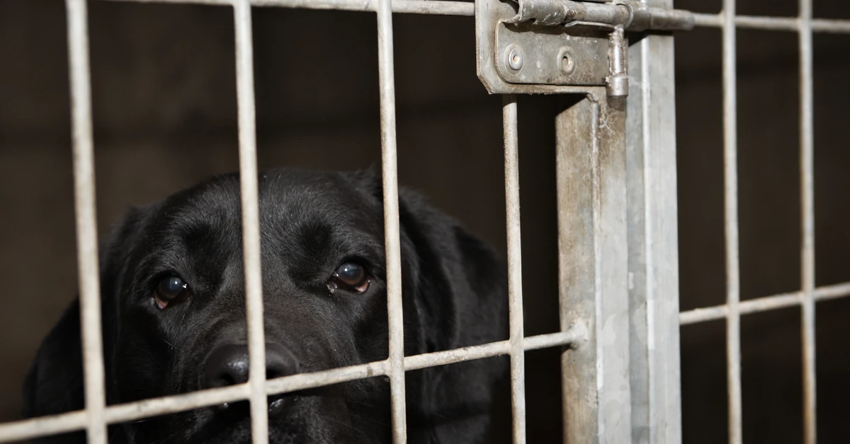 Gmina przejęła kontrolę nad bytomskim schroniskiem. "Zmieniamy zamki"