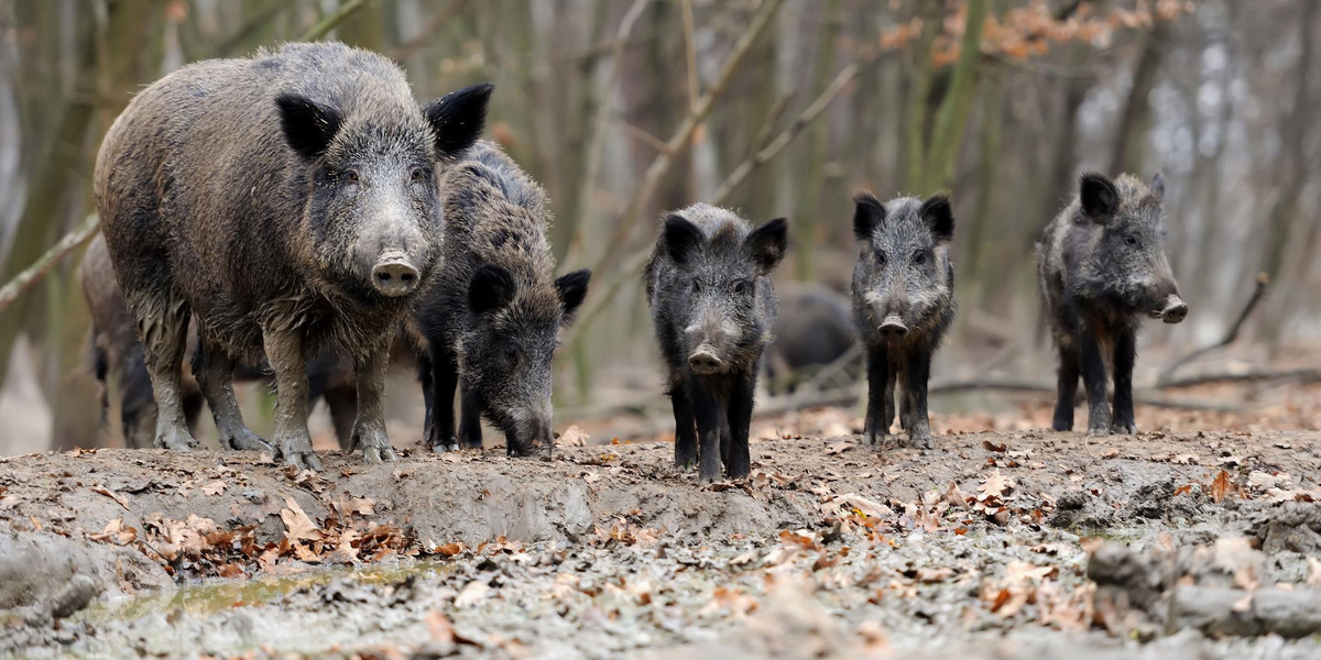 Świńska zaraza pod Warszawą