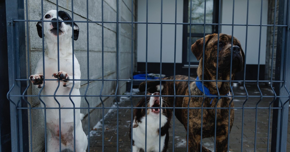 Radny mówi o miejscu kaźni. Laluna i jej fani interweniują w bytomskim schronisku dla zwierząt