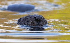 Bóbr ugryzł kobietę. Zwierzę złapali strażacy