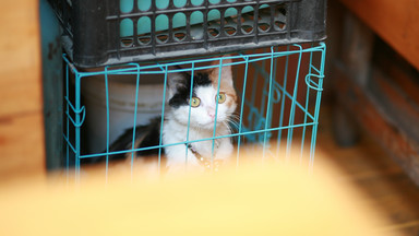 Chiny: tysiąc kotów uratowanych przed zjedzeniem jako baranina