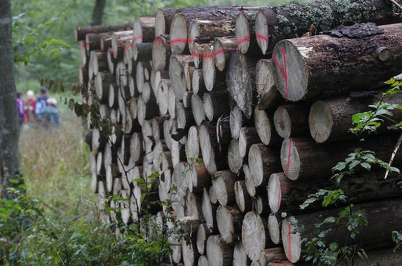 Drzewo wycięte w Puszczy Białowieskiej, przygotowane do wywózki.