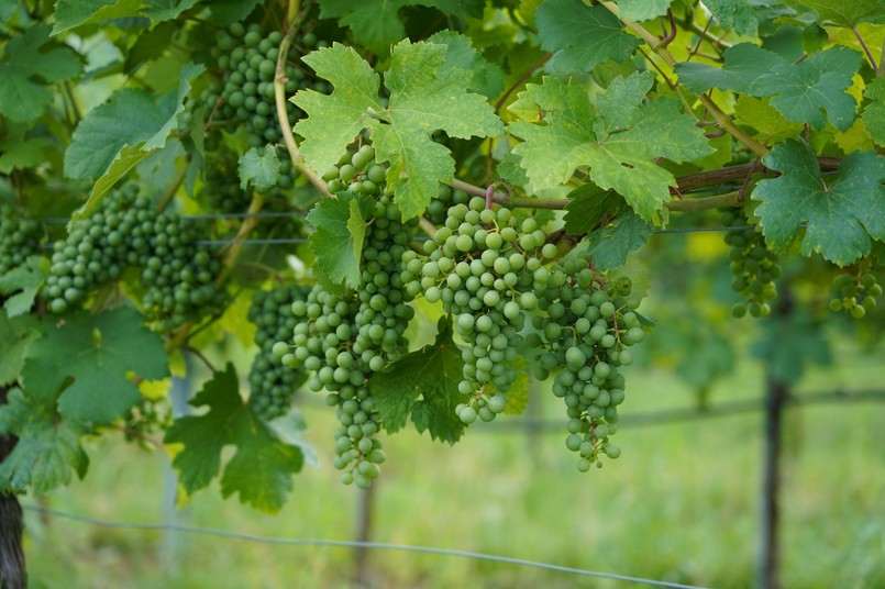 Zimowe cięcie winorośli