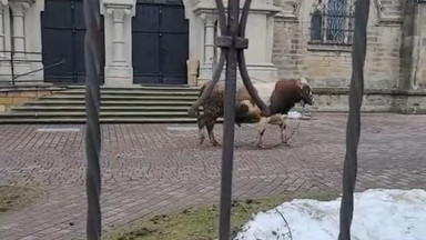 Wielki byk biegał po ulicach, strasząc mieszkańców. Interweniowała policja [WIDEO]