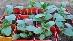 Kiedy siać ogórki w domu na rozsadę? Termin najważniejszy, aby mieć wczesne i obfite zbiory