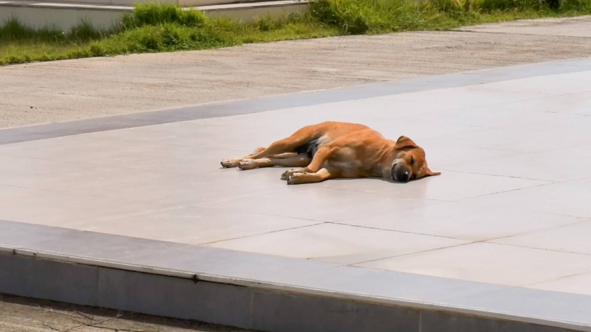 Priča o psu Žući i sedmorici dečaka iz Borče je najtoplija priča dana koja vraća veru u dobrotu