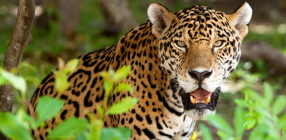Bezmyślny mężczyzna przeszedł przez barierę w zoo i przedrzeźniał jaguara. Słono za to zapłacił
