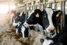 Jak zabezpieczyć zwierzęta domowe i gospodarskie na wypadek kryzysu? [Poradnik bezpieczeństwa]