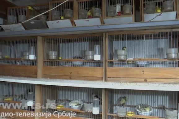 OTKRIJTE TAJNU SLAVUJARA Kako je kanarinac iz Kruševca postao svetska senzacija zbog pesme koja oduzima dah (FOTO)