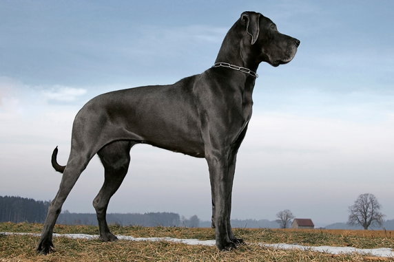 Dog niemiecki - Adobe Stock - Weigel