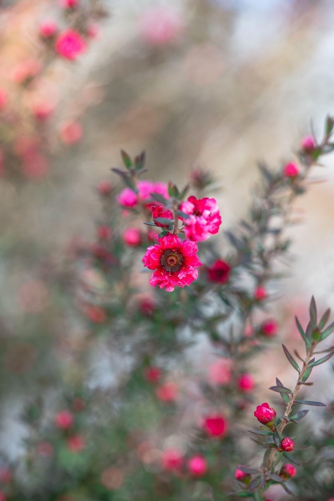 Manuka drvo u cvatu 