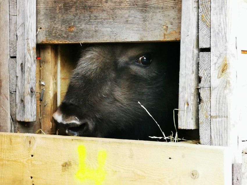 Bizoni na Fruškoj gori 