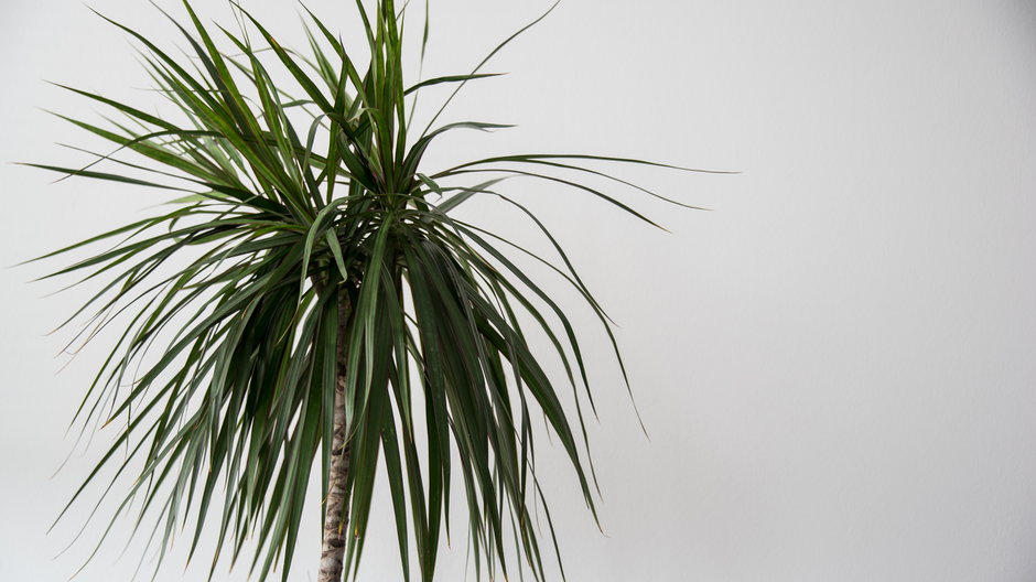 Dracena to roślina bardzo wytrzymała i łatwa w pielęgnacji  - Gianmichele/stock.adobe.com