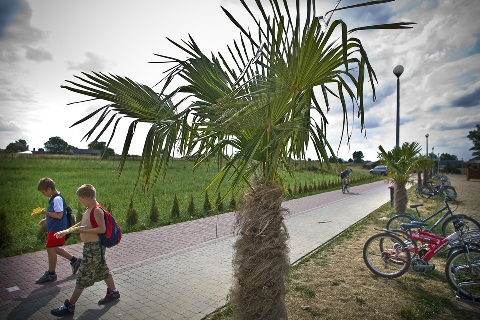 KRAŚNIK PLAŻA POD PALMAMI