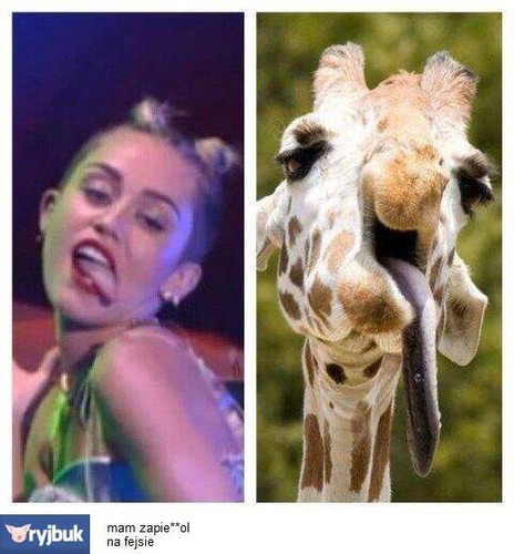 Galeria najlepszych MEMów minionego tygodnia